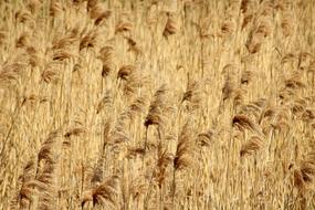 Dry Grass Plants field