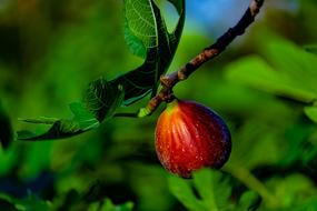 photo of figs on a branch