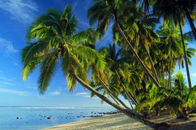 Palms on Tropical beach, cook islands