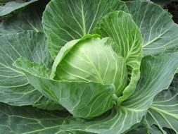 perfect White Cabbage