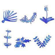 template element ornament drawing