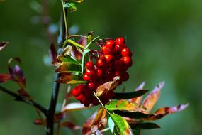 Red Wild Rowan