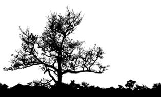 tree landscape drawing