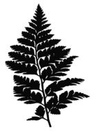 fern leaf vegetation drawing