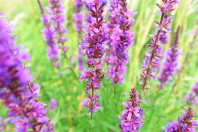 absolutely beautiful Purple Loosestrife Flower
