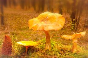 Yellowish Mushrooms Edible