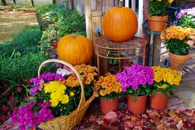decoration of bright potted flowers and orange pumpkins