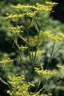 Fennel Plant green yellow