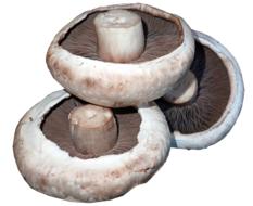 Mushrooms Vegetables white