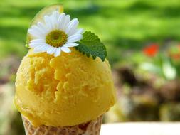 daisy on yellow ice cream