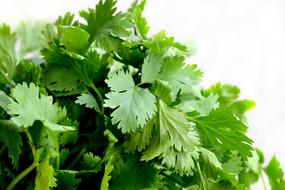 closeup photo of green cilantro bunch on a white background