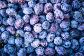 blue Plum Fruit Food