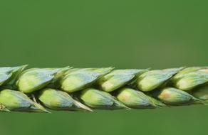 green Wheat ear Close up, detail