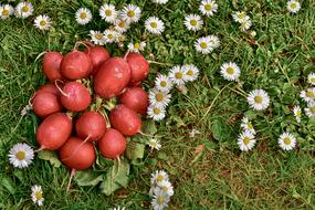 red Radishes Vegetables and flowers on a grass