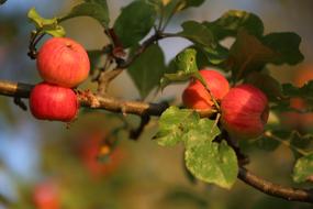Apple Nature Fruit tree