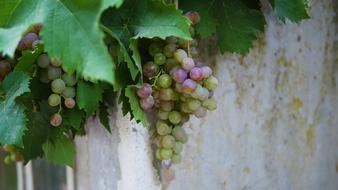 Vine Grape green