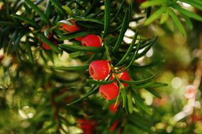 Needle Branch and red berry