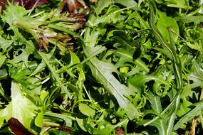 macro photo of a salad mix