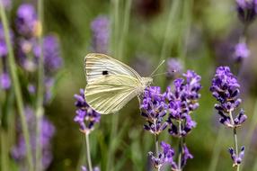 white Butterfly Small Cabbage