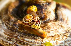 striped snails and ant on a tree mushroom
