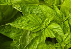 fresh basil leaves