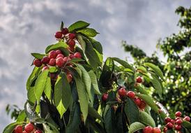 photo of ripe cherries on a tree