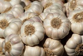 harvested garlic close up