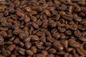 goodly Coffee Roasted Puppet