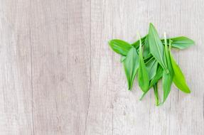 Wood Herb
