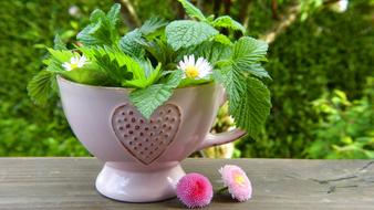 medicinal green herbs in a white cup