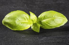 green basil on a dark table