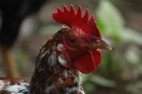 profile portrait of a domestic chicken