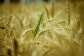 green spike on a grain field in countryside