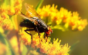 fly on a yellow fluffy flower in the garden