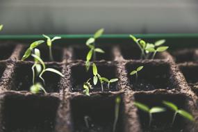 Plant Breeding Fruit