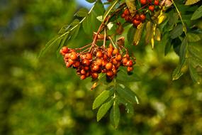 goodly Berries Fruit