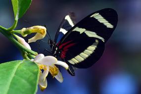 Philaethria Dido Butterfly