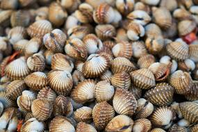 shelled mussels