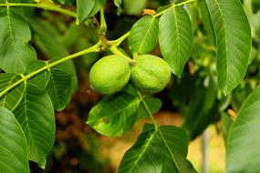 Green Walnut Tree Fruits