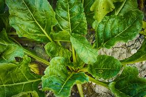 green healthy spinach
