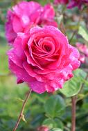 Flower Rose garden