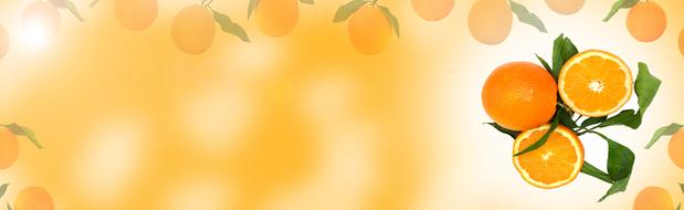 drawn oranges on an orange background