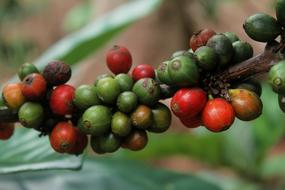 juicy Coffee Nature Plant