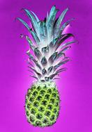 drawn green pineapple on a purple background