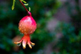 small wet pomegranate on a branch