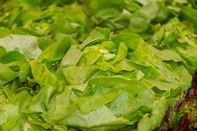 Leaf Lettuce green close-up on a blurred background