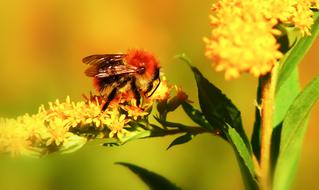 Bumblebee in autumn