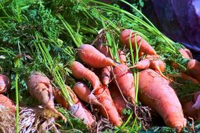 Carrots Jackson Hole