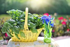 Basil Herb Fresh basket