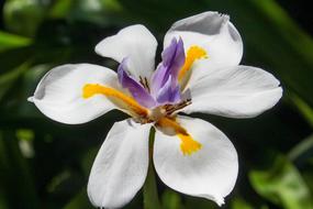 White Flower with Purple center, iris